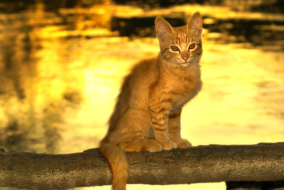 gat, rio, eventide, mamífer, retrat, mirant la càmera, un animal, nacional, mascotes, felí, gat domèstic, animals domèstics, vertebrats, cap gent, naturalesa, assegut, centrar-se en primer pla, posta de sol, dia, bigotis, 4K