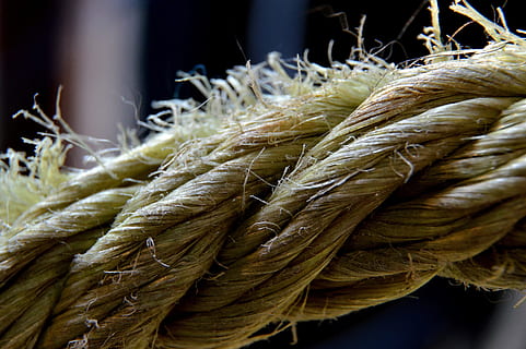 corda, cadena, macro, primer pla, centrar-se en primer pla, menjar i beguda, cap gent, menjar, dia, planta, naturalesa, planta de cereals, enfocament selectiu, natura morta, agricultura, cultiu, a l'aire lliure, frescor, creixement, benestar, alimentació saludable, 2K, CC0, domini públic, lliure de regalies