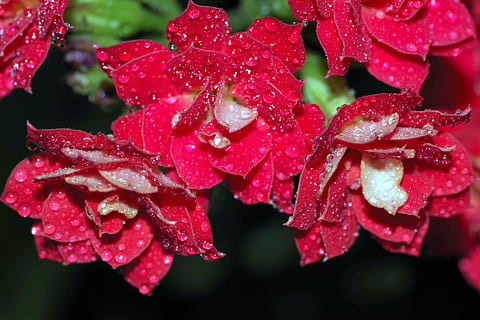 Rosa, gotes, flor, gerds, vermell, aigua, brilli, macro, primer pla, planta, verd, naturalesa, humit, pluja, tassa, els pètals, tirar, bellesa a la natura, frescor, vulnerabilitat, planta amb flors, creixement, fragilitat, pètal, cap gent, cap de flor, gota de pluja, rosada, puresa, 5K, CC0, domini públic, lliure de regalies