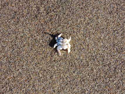 Granchio, sabbia, conchiglia, carcassa, oceano, costa, terra, vista dall'alto, animale, natura, giorno, spiaggia, nessuno, temi animali, un animale, fauna selvatica, animali allo stato selvatico, direttamente sopra, vertebrato, all'aperto, osso, domestico, strutturato, ciottolo, 1080P, CC0, dominio pubblico, privo di copyright