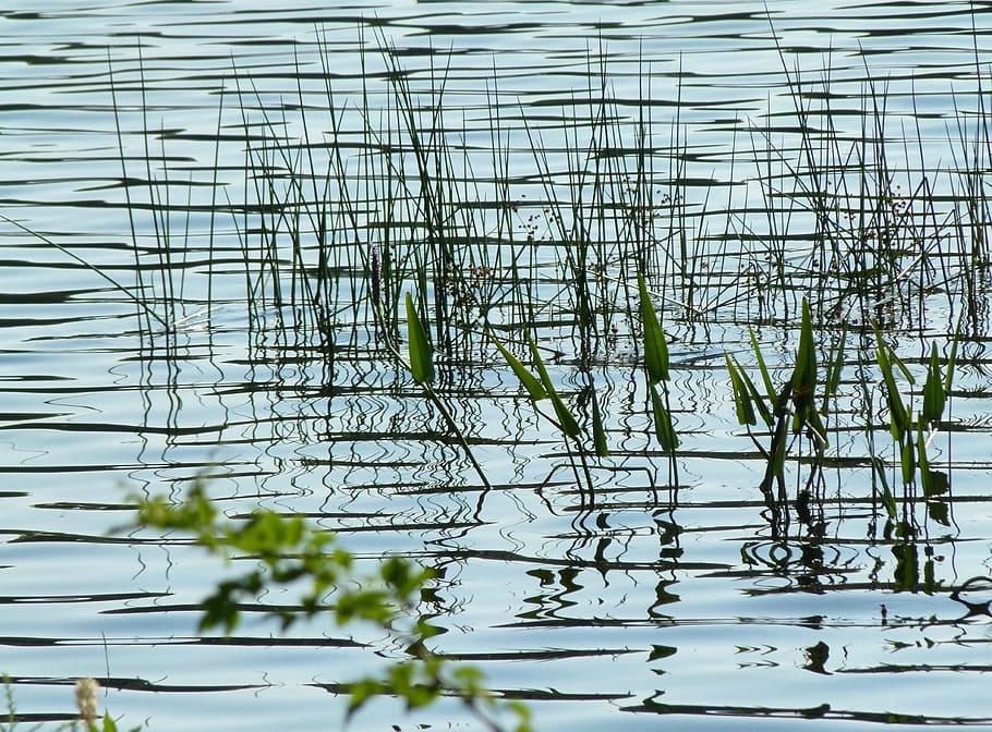 vand, græs, ukrudt, afspejling, plante, ingen mennesker, natur, dag, vækst, træ, skønhed i naturen, sø, dyreliv, dyr i naturen, udendørs, tæt på, afdeling, grøn farve, dyr, fokus på forgrunden, blad, kompleksitet, 4K