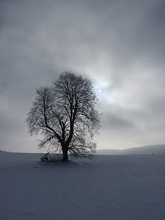 strom, slunce, zimní, zadní světlo, Studený, nebe, perspektivní, scénický, mraky, nálada, holý strom, izolovaný, osamělý, krajina, studená teplota, sníh, krása v přírodě, životní prostředí, klid, klidné scény, scenics - příroda, mrak - nebe, přistát, pole, nikdo, mimoměstské scény, samota, venku, 2K, CC0, veřejná doména, bez autorských práv