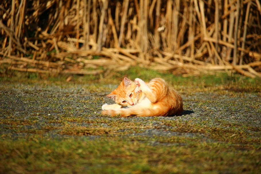 kat, killing, hoppe, makrel, rød makrel tabby, rød kat, kat baby, indenlandske kat, Mieze, pattedyr, dyre temaer, dyr, kæledyr, husdyr, et dyr, indenlandske, feline, hvirveldyr, lempelse, selektiv fokusering, ingen mennesker, natur, græs, Mark, jord, dag, plante, udendørs, ingefær kat, bakkenbart, 5K