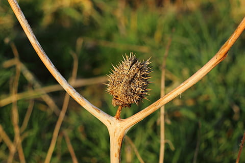 raso, fotografia de foco, Castanho, fruta de árvore, cardo, cabeça, pobre, figura, heureka, alegria, Felicidades, emoção, entusiasmo, feliz, glück, sorriso, natureza, plantar, verão, fechar-se, focar em primeiro plano, ninguém, beleza na natureza, crescimento, flor, dia, caule vegetal, planta com flores, tranquilidade, ao ar livre, terra, campo, seco, cravado, frescura, vulnerabilidade, planta morta, planta murcha, espetado, 5K, CC0, domínio público, royalty free