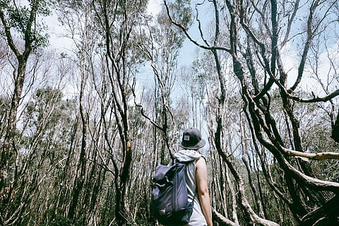 om, purtător, negru, rucsac, inconjurat, copaci, timpul zilei, persoană, permanent, verde, leafed, în aer liber, pădure, explorator, back pack, copac, o persoana, plantă, oameni adevărați, Activitatea de agrement, stiluri de viață, teren, zi, natură, trunchi de copac, trompă, creştere, ramură, arbore gol, haine casual, vedere din spate, 4K, CC0, domeniu public, fără drepturi de autor