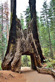 USA, sequoia tree, sequoia træer, kæmpe stor, yosemite park, california, træ, plante, bagagerum, træstamme, jord, natur, Skov, vækst, dag, ingen mennesker, ro, skønhed i naturen, rolig scene, scenics - natur, udendørs, ikke-urbane scene, grøn farve, rejsemål, turisme, bark, 4K, CC0, offentligt domæne, royaltyfrie