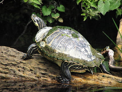 skildpadde, flod, vand, tre, krybdyr, dyreliv, dyre temaer, dyr i naturen, dyr, hvirveldyr, et dyr, skal, dyreskal, ingen mennesker, natur, dag, padde, tæt på, udendørs, sollys, skildpadde skal, 1080P, CC0, offentligt domæne, royaltyfrie