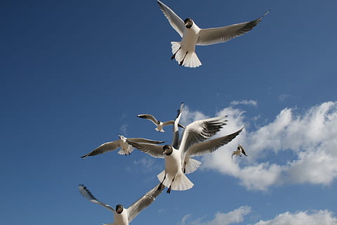 uccelli, volante, cielo, giorno, gabbiano, spiaggia, nuvole, blu, volare, uccello, mare, costa, animale, mare Baltico, natura, piume, conto, ali spiegate, animali allo stato selvatico, fauna selvatica, temi animali, vertebrato, gruppo di animali, Inquadratura dal basso, gabbiano con testa nera, movimento, mezz'aria, nessuno, nuvola - cielo, bellezza nella natura, all'aperto, Stormo di uccelli, aggressione, 4K, CC0, dominio pubblico, privo di copyright