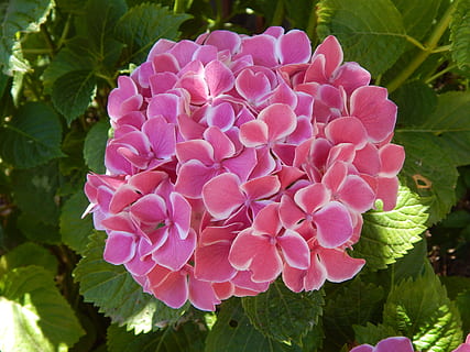 hydrangea, berwarna merah muda, putih, bunga, alam, taman, flora, menanam, musim panas, mekar, daun bunga, berkembang, hijau, daun, buket, romantis, penuh warna, berbunga, warna, warna merah jambu, tanaman berbunga, kesegaran, pertumbuhan, keindahan di alam, kerentanan, kerapuhan, bagian tanaman, merapatkan, kepala bunga, hal berkembang, hari, tidak ada orang, warna hijau, taman - ruang buatan manusia, 4K, CC0, domain publik, bebas royalti