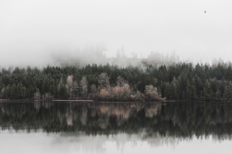spejl vand, træer, sø, afspejling, refleksion på vand, Skov, humørsyg, tåge, træ, strand, mørk, vand, humør, vancouver island, sproat lake, tåget, overskyet, mornig tåge, plante, skønhed i naturen, ro, natur, scenics - natur, rolig scene, ingen mennesker, ikke-urbane scene, jord, himmel, idyllisk, miljø, udendørs, nåletræ, fyrreskov, fyrretræ, 8K