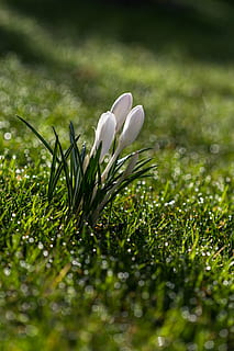 crocus, bunga, musim semi, bunga musim semi, mekar, berkembang, putih, bokeh, menanam, kerapuhan, tanaman berbunga, kerentanan, kesegaran, keindahan di alam, pertumbuhan, warna hijau, merapatkan, daun bunga, alam, fokus selektif, warna putih, hari, tidak ada orang, bidang, kepala bunga, rumput, polisi militer, di luar rumah, 5K, CC0, domain publik, bebas royalti