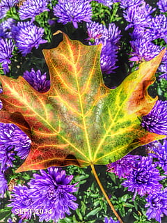arțar, frunze, cădea, culoare, toamnă, natură, luminos, Septembrie, plantă, frumusețe în natură, vulnerabilitate, parte a plantelor, a închide, fragilitate, Violet, floare, planta cu flori, nici o persoana, creştere, prospeţime, zi, modelul natural, Schimbare, în aer liber, vedere în unghi mare, frunză de arțar, cap de floare, starea naturala, 2K, CC0, domeniu public, fără drepturi de autor