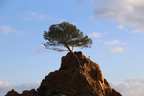 árvore, soledad, força, céu, Rocha, nuvem - céu, rock - objeto, sólido, natureza, plantar, visão de baixo ângulo, tranquilidade, beleza na natureza, scenics - natureza, montanha, cena tranquila, cena não urbana, dia, formação rochosa, ao ar livre, terra, meio Ambiente, formação, Pico da montanha, corroído, 5K, CC0, domínio público, royalty free