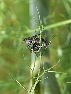 Botfly, Kopulation, Insekten, Paarung, Insekten Paarung, Reproduktion, Insekt, Tiere in freier Wildbahn, Tierthemen, Tierwelt, ein Tier, draußen, Tier, wirbellos, Nahansicht, Pflanze, Fokus auf den Vordergrund, Tag, Natur, keine Leute, selektiver Fokus, grüne Farbe, Schönheit in der Natur, Wachstum, Pflanzenteil, Tierflügel, 2K, CC0, gemeinfrei, lizenzfrei
