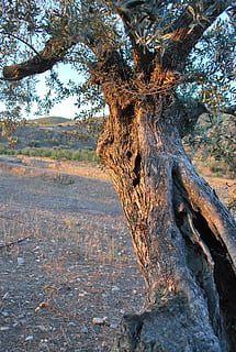 tree, olive, sun, plant, tree trunk, trunk, land, nature, day, tranquility, no people, growth, beauty in nature, forest, field, scenics - nature, outdoors, non-urban scene, tranquil scene, branch, landscape, environment, bark, dead plant, 2K, CC0, public domain, royalty free