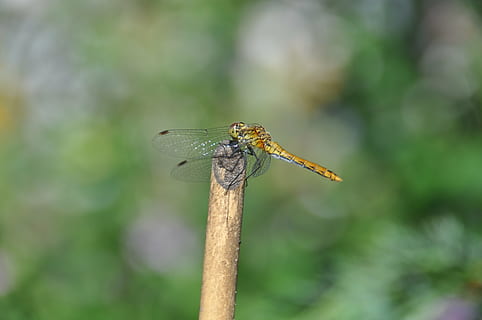 libellula, libellula rossa, insetto, fauna selvatica, animali allo stato selvatico, invertebrato, concentrarsi sulle conoscenze acquisite, temi animali, un animale, avvicinamento, animale, ala animale, giorno, nessuno, natura, pianta, all'aperto, legno - materiale, stelo vegetale, colore verde, ramoscello, bastone - parte vegetale, 4K, CC0, dominio pubblico, privo di copyright
