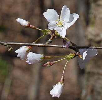 zarte Kirschblüten, wild Kirsche, Kirsche, Baum, Knospen, blühen, Blume, Pflanze, Natur, wild, zart, Weiß, Frühling, weiße Farbe, Ast, Zerbrechlichkeit, Zweig, Schönheit in der Natur, Tag, blühende Pflanze, Frische, Wachstum, Fokus auf den Vordergrund, Nahansicht, Blütenblatt, Verletzlichkeit, Blütenstand, keine Leute, Blütenkopf, Pollen, draußen, Kirschblüte, 1080P, CC0, gemeinfrei, lizenzfrei