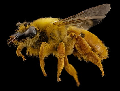 albină, chile, insectă, macro, aripi, natură, polen, agricultură, u, s, studiu geologic, Fundal negru, animale tematice, animal, studio shot, un animal, animale sălbatice, animale în sălbăticie, nevertebrat, a închide, galben, nici o persoana, în interior, frumusețe în natură, partea corpului animalului, zoologie, plantă, vedere laterală, 4K, CC0, domeniu public, fără drepturi de autor