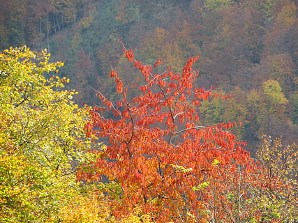 folhagem, outono, natureza, arvores, cores brilhantes, leve, folhas caem, cores caem, árvore, mudança, plantar, beleza na natureza, ninguém, cor laranja, dia, floresta, terra, crescimento, tranquilidade, cena não urbana, scenics - natureza, meio Ambiente, panorama, cena tranquila, ao ar livre, parte da planta, coleção de outono, condição natural, 4K, CC0, domínio público, royalty free