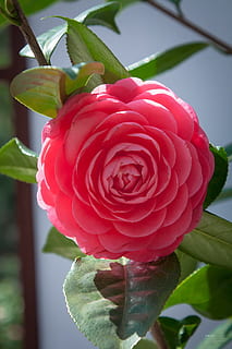 kamelia, blomma, växt, röd, närbild, friskhet, tillväxt, skönhet i naturen, blommande växt, sårbarhet, blad, växtdel, bräcklighet, natur, fokusera på förgrunden, blomställning, kronblad, blomhuvud, dag, inget folk, rosa färg, utomhus, 1080P, CC0, offentligt domän, royaltyfria