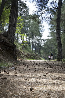 path, mountain, walk, peace, calm, walker, nature, landscape, tree, plant, land, forest, tree trunk, trunk, real people, growth, day, men, lifestyles, dirt, people, transportation, woodland, leisure activity, outdoors, tranquility, two people, riding, 5K, CC0, public domain, royalty free