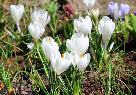 crocus, putih, bunga musim semi, musim semi, bunga, alam, menanam, berbunga, tanaman berbunga, warna putih, keindahan di alam, kesegaran, daun bunga, kerapuhan, kerentanan, merapatkan, pertumbuhan, tanah, kepala bunga, bidang, fokus pada latar depan, hal berkembang, hari, tidak ada orang, iris, di luar rumah, hamparan bunga, 4K, CC0, domain publik, bebas royalti