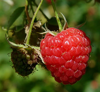 shallow, focus photography, red, fruit, raspberry, berry, close up, sweet, macro, food, summer, ripe, juicy, fresh, vine, raw, berries, nature, freshness, berry Fruit, leaf, close-up, organic, healthy Eating, sweet Food, food and drink, wellbeing, focus on foreground, growth, plant, no people, day, beauty in nature, plant part, green color, outdoors, 1080P, CC0, public domain, royalty free