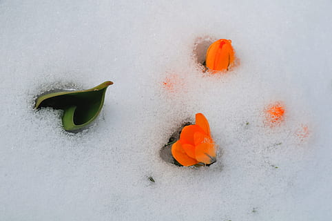 krokus, tulipan, wiosna, śnieg, lodowaty, wiosna, śnieg, oznaki wiosny, żółty, Natura, żadnych ludzi, zimowy, wysoki kąt widzenia, zimna temperatura, kolor pomarańczowy, świeżość, wylądować, piękno natury, jedzenie, zbliżenie, zielony kolor, dzień, martwa natura, jedzenie i picie, na dworze, grupa obiektów, biały kolor, 2K, CC0, domena publiczna, darmowe zdjęcia