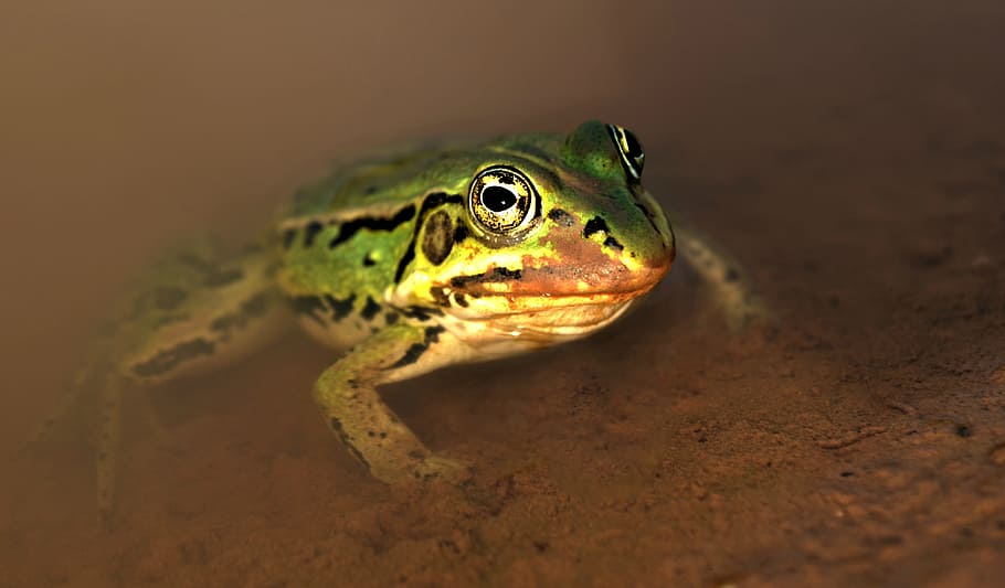 rana, agua, charco, anfibio, verde, un animal, fauna animal, animales en la naturaleza, reptil, temas de animales, nadie, animal, vertebrado, de cerca, tierra, lagartija, naturaleza, retrato, arena, ambiente, mirando, día, al aire libre, parte del cuerpo del animal, ojo de animal, 4K