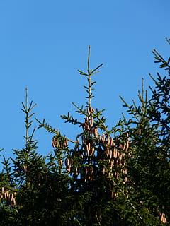 pinjekegler, hanen, træ, nåletræ, fælles gran, picea abies, rød gran, gran, Picea, plante, himmel, vækst, lav vinkel visning, skyfri himmel, natur, blå, skønhed i naturen, dag, ingen mennesker, grøn farve, ro, udendørs, blad, plante del, blomstrende plante, kopiere plads, blomst, friskhed, 2K, CC0, offentligt domæne, royaltyfrie