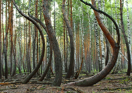 landskapsfotografi, skog, trær, nedfallsfrukt, furu, trestammer, krummet, storm, vanskeligheter, fleksibilitet, tre, stamme, anlegg, trestamme, land, natur, ro, vekst, skjønnhet i naturen, ingen folk, ikke-urbane scene, dag, miljø, utendørs, naturskjønnhet - natur, fjern, rolig scene, gren, 4K, CC0, offentlig domene, opphavsrett gratis