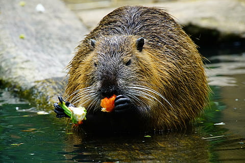 nutria, come, pimenton, animal, temas de animales, fauna animal, animales en la naturaleza, agua, un animal, vertebrado, lago, mamífero, comiendo, día, naturaleza, nadie, al aire libre, de cerca, nadando, comida, alimentación, centrarse en primer plano, bigotes, hambriento, 8K, CC0, dominio público, libre de derechos