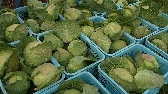 varză, legume, recolta, vegetal, mancare si bautura, alimente, prospeţime, mâncat sănătos, grup mare de obiecte, Culoarea verde, bunăstare, vedere în unghi mare, cu amănuntul, de vânzare, piaţă, abundenţă, stand de piață, recipient, nici o persoana, zi, fruct, aranjament, frunze, afișare cu amănuntul, 4K, CC0, domeniu public, fără drepturi de autor