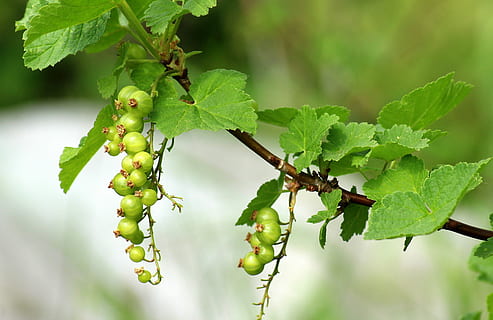 solbær, modning, forår, frugt, Busk, grøn, blad, natur, plante, mad og drikke, grøn farve, plante del, mad, sund kost, vækst, træ, dag, friskhed, fokus på forgrunden, ingen mennesker, tæt på, skønhed i naturen, udendørs, landbrug, afdeling, 2K, CC0, offentligt domæne, royaltyfrie