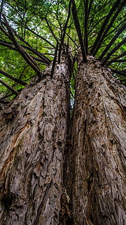 Baum, Wald, Natur, Landschaft, Bäume, Kofferraum, braun, Textur, Ökologie, natürlich, Baumstamm, Wurzel, Tag, texturiert, Pflanze, Wachstum, Rau, Land, keine Leute, Flachwinkelansicht, Borke, Nahansicht, Schönheit in der Natur, draußen, natürliches Muster, Muster, 4K, CC0, gemeinfrei, lizenzfrei
