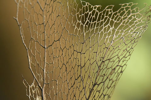 tørt blad, bladramme, skelet, tørret, løv, bokeh, mønster, blød farve, natur, abstrakt, desktop, revnet, tæt på, beskadiget, ingen mennesker, tekstureret, udendørs, gået i stykker, tråd, skrøbelighed, arkitektur, ødelæggelse, naturligt mønster, hegn, sårbarhed, grænse, sociale problemer, trådnet, ødelagt, breaking, 4K, CC0, offentligt domæne, royaltyfrie