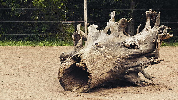 strom, log, vykořenit, kůra, Příroda, ležící, den, rostlina, přistát, nikdo, slunečního světla, pole, růst, plot, kufr, kmen stromu, dřevo - materiál, bariéra, hranice, venku, mrtvá rostlina, detail, zaměřit se na popředí, padající, 5K, CC0, veřejná doména, bez autorských práv