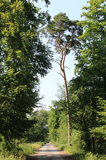 sentiero nel bosco, soleggiato, lontano, foresta, pianta, albero, direzione, la strada davanti, crescita, natura, giorno, strada, colore verde, cielo, mezzi di trasporto, nessuno, la tranquillità, bellezza nella natura, all'aperto, scena tranquilla, prospettiva decrescente, sentiero, luce del sole, lungo, 5K, CC0, dominio pubblico, privo di copyright