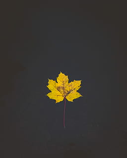 gul, ahorn blad, legeme, vand, nærbillede fotografering, blad, flydende, Brun, efterår, natur, ocean, Latek, minimalistisk, minimal, isolerede, farve, jorden, sort, plante del, plante, studio skud, sårbarhed, skrøbelighed, skønhed i naturen, ingen mennesker, lave om, tæt på, kopiere plads, sort baggrund, udendørs, vækst, enkelt objekt, blade, naturlig tilstand, 4K, CC0, offentligt domæne, royaltyfrie