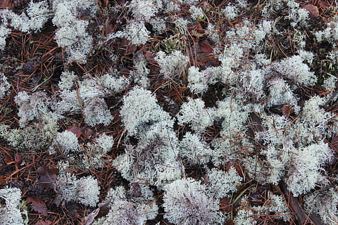 samanos, miško kraikas, miškas, šalta temperatūra, sniegas, augalų, žiemą, užšaldyti, pobūdį, visą kadrą, augimą, nėra žmonių, medis, fonas, dieną, grožis gamtoje, balta spalva, ledas, žemės, danga, ramybė, lauke, spygliuočių medis, 5K, CC0, Viešasis domenas, nemokamai