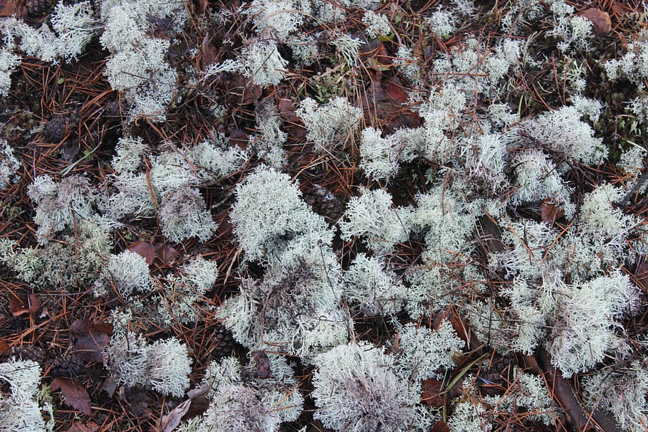 molsa, escombraries forestals, bosc, temperatura de fred, neu, planta, hivern, congelat, naturalesa, marc complet, creixement, cap gent, arbre, fons, dia, bellesa a la natura, Color blanc, gel, terra, cobertura, tranquil·litat, a l'aire lliure, arbre de coníferes, 5K