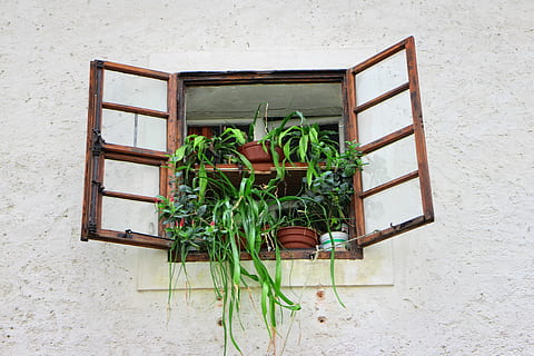 finestra, vell, finestra antiga, façana, flors, històricament, caixa de flors, romanç, nostàlgia, pintoresca, individual, ornament, barri antic, planta, funció de construcció de parets, planta en test, creixement, cap gent, naturalesa, dia, arquitectura, estructura construïda, full, color verd, paret, a l'aire lliure, part de la planta, material de fusta, taula, ampit de la finestra, test de flor, planta d'interior, 5K, CC0, domini públic, lliure de regalies