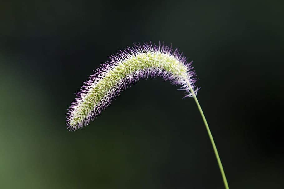 foxtail, Příroda, bazén, les, zelená, rostlin, abstraktní, stavu unie, přestávka, arboretum, pussywillow, sezónní, rostlina, studio shot, detail, krása v přírodě, nikdo, květ, zelená barva, růst, svěžest, kvetoucí rostlina, stonek rostliny, tráva, křehkost, zranitelnost, venku, černé pozadí, zaměřit se na popředí, barevné pozadí, květu hlavy, nachový, semena pampelišky, 2K