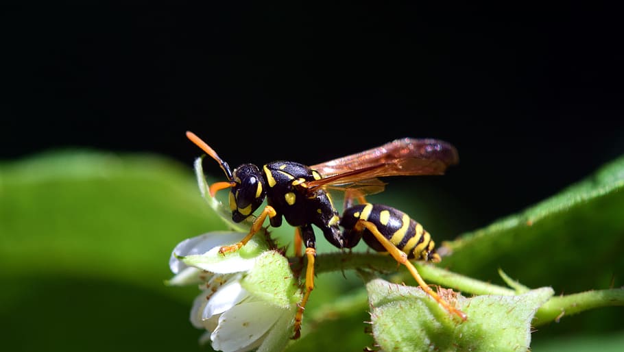 Vespa, flors de gerds, tancar, insecte, groc, negre, ratlles, a l'aguait, buscar, ala, alimentació, naturalesa, temes d'animals, animal, invertebrat, un animal, fauna animal, primer pla, animals a la natura, planta, full, part de la planta, cap gent, color verd, color negre, flor, planta amb flors, a l'aire lliure, macro, bellesa a la natura, fons negre, 5K