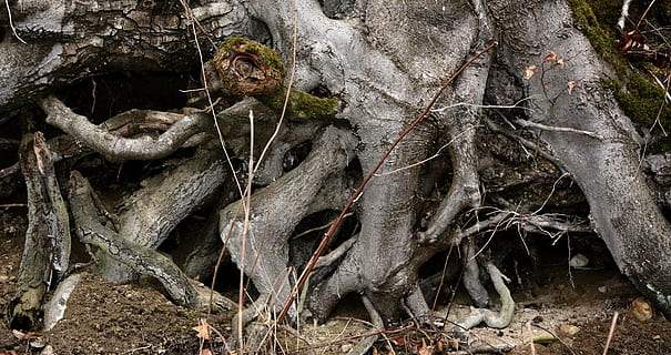 arrel, sistema root, arbre, textura, fons, estructura, naturalesa, patró, planta, tronc, cap gent, tronc de l'arbre, dia, terra, part de la planta, bosc, creixement, a l'aire lliure, branca, tranquil·litat, material de fusta, bellesa a la natura, camp, primer pla, sec, 5K, CC0, domini públic, lliure de regalies