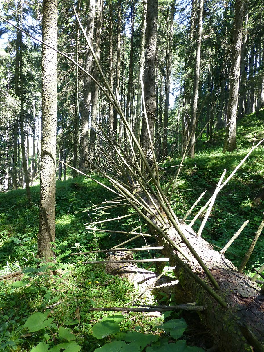 arbre, arbre mort, estètic, mort, branques, fusta, registre, planta morta, naturalesa, planta, bosc, tronc de l'arbre, tronc, terra, creixement, tranquil·litat, cap gent, dia, bellesa a la natura, escena tranquil·la, a l'aire lliure, color verd, escenics - natura, branca, medi ambient, escena no urbana, bambú - planta, 4K