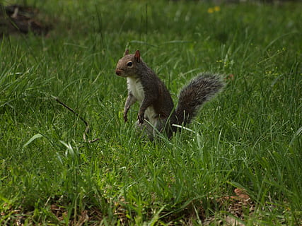 orientale, grigio, scoiattolo, scoiattoli, orientale, grigio, scoiattolo, nord, America, Tennessee, primavera, animale, roditore, mammifero, natura, coda, pelliccia, carina, erba, animali allo stato selvatico, all'aperto, animali e animali domestici, un animale, colore verde, fauna selvatica, temi animali, pianta, campo, vertebrato, terra, nessuno, giorno, crescita, vista laterale, analizzare, cercare, guardare, 4K, CC0, dominio pubblico, privo di copyright