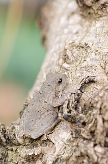 granota, arbre, marró, animals, gripau, fauna animal, rèptil, un animal, animals a la natura, temes d'animals, llangardaix, animal, vertebrats, enfocament selectiu, primer pla, cap gent, naturalesa, tronc de l'arbre, tronc, dia, centrar-se en primer pla, part del cos dels animals, a l'aire lliure, camuflatge, cap d’animals, ull d’animals, escala d’animals, 4K, CC0, domini públic, lliure de regalies