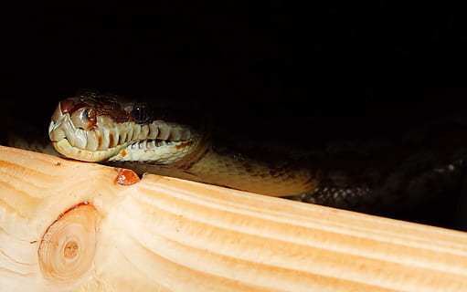 slange, tæppe python, python, kvælerslange, krybdyr, dyr, tæt, vægt, terrarium, skønhed, yndefuld, eksotisk, Snakehead, adelig, dyreportræt, Australien, mønster, portræt, morelia bredli, et dyr, dyreliv, dyre temaer, fisk, ingen mennesker, dyr i naturen, hvirveldyr, tæt på, dyr kropsdel, natur, sort baggrund, træ - materiale, dyr hoved, kopiere plads, indendørs, øje, dyr øje, dyre mund, marine, munden åben, 2K, CC0, offentligt domæne, royaltyfrie