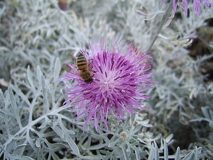 abella, flor, rosa, insecte, mel, floral, pol·len, pol·linitzar, nèctar, flora, polinització, picada, ecologia, porpra, bellesa a la natura, planta amb flors, planta, animal, temes d'animals, animals a la natura, invertebrat, un animal, creixement, fauna animal, frescor, cap de flor, naturalesa, fragilitat, primer pla, card, cap gent, Abellot, 1080P, CC0, domini públic, lliure de regalies